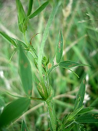 Meadow Vetchling - Lathyris pratensis