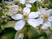 Mexican Orange - Choisya ternata