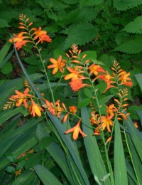 Montbretia / Crocosmia