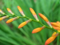 Montbretia / Crocosmia