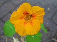 Nasturtium - Tropaeolum majus