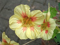 Nasturtium - Tropaeolum majus