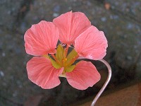 Nasturtium - Tropaeolum majus