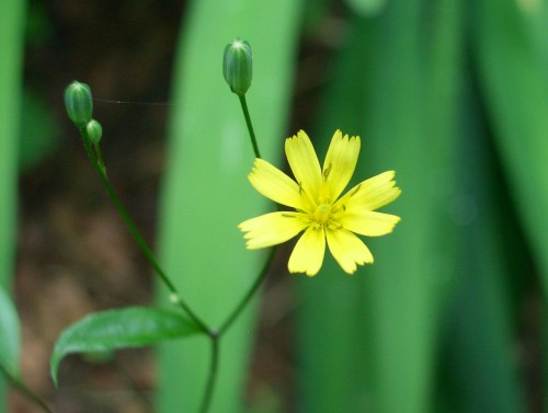 nipplewort-1.jpg