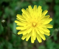 Smooth hawksbeard - Crepis capillaris