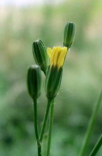 Nipplewort - Lapsana communis