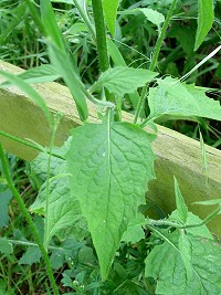 Nipplewort - Lapsana communis