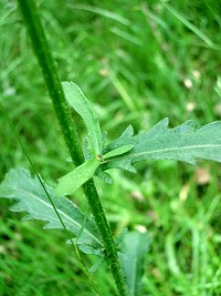 Oxeye Daisy - Leucanthemum vulgare