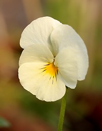 Pansy - Viola