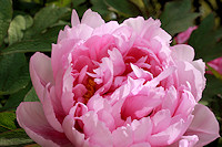 Peony - paeonia