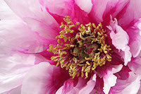 Peony - paeonia