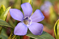 Greater Periwinkle - vinca major