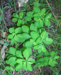 Petty Spurge - Euphorbia peplus