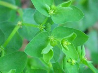 Petty Spurge - Euphorbia peplus