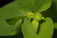 Petty Spurge - Euphorbia peplus