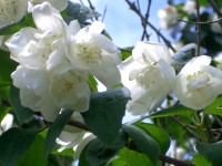 Philadelphus