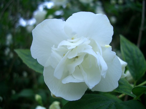 Image result for amazing Philadelphus pekinensis flower