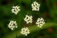 Pignut - Conopodium majus