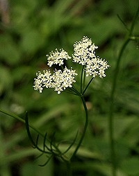 Pignut - Conopodium majus