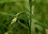 Pignut - Conopodium majus