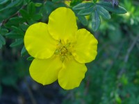 Potentilla fruticosa