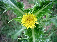 Prickly Sowthistle - Sonchus asper