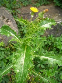 Prickly Sowthistle - Sonchus asper