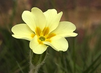 Primrose
