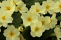 Primrose