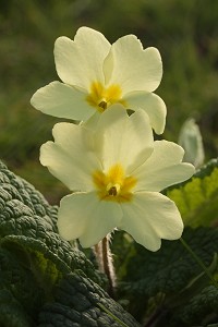 Primrose