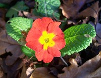 Primula