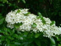 Pyracantha - Firethorn