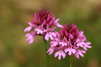 Pyramidal Orchid - Anacamptis pyramidalis