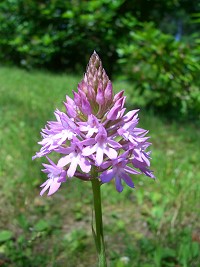 Pyramidal Orchid - Anacamptis pyramidalis