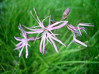 Ragged Robin - Lychnis flos-cuculi