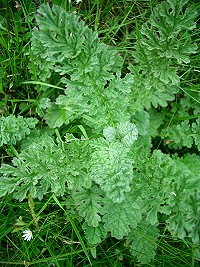 Ragwort - Senecio jacobaea