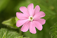 Red Campion - Silene dioica