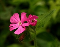 Red Campion - Silene dioica