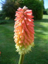 Red Hot Poker - Kniphofia