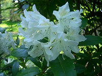 Rhododendron