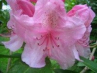 Rhododendron