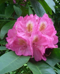 rhododendron