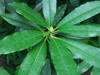 Rhododendron leaves