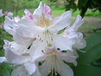 rhododendron