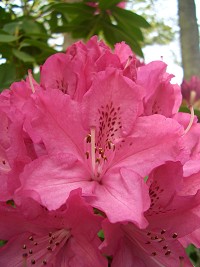 rhododendron