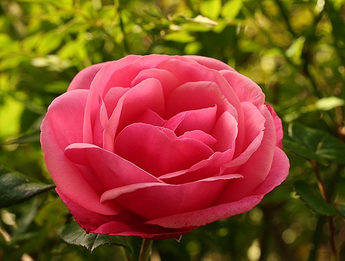 rose 5