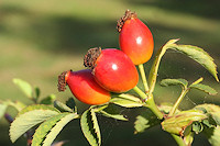 Rose Hips