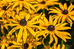 Rudbeckia Fulgida