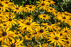 Rudbeckia Fulgida