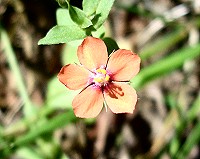 Scarlet Pimpernel - Anagallis arvensis